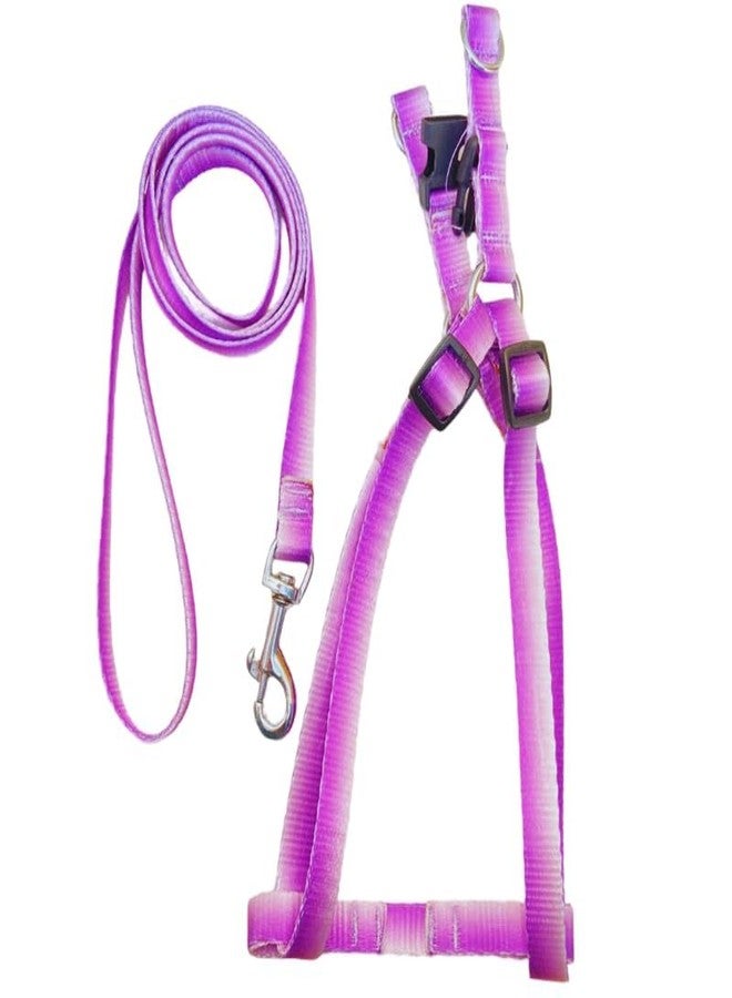 KittuPet طقم طوق ومقود للكلاب من KittuPet، سهل المشي ومطور - مانع للشد مع مقبض مبطن - مانع للاختناق والهروب، مناسب للكلاب الصغيرة، أبيض-بنفسجي، 15 مم - Image 1